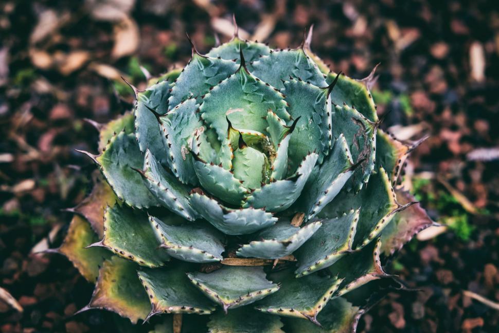 Free Image of Close Up of a Green Plant in the Dirt 