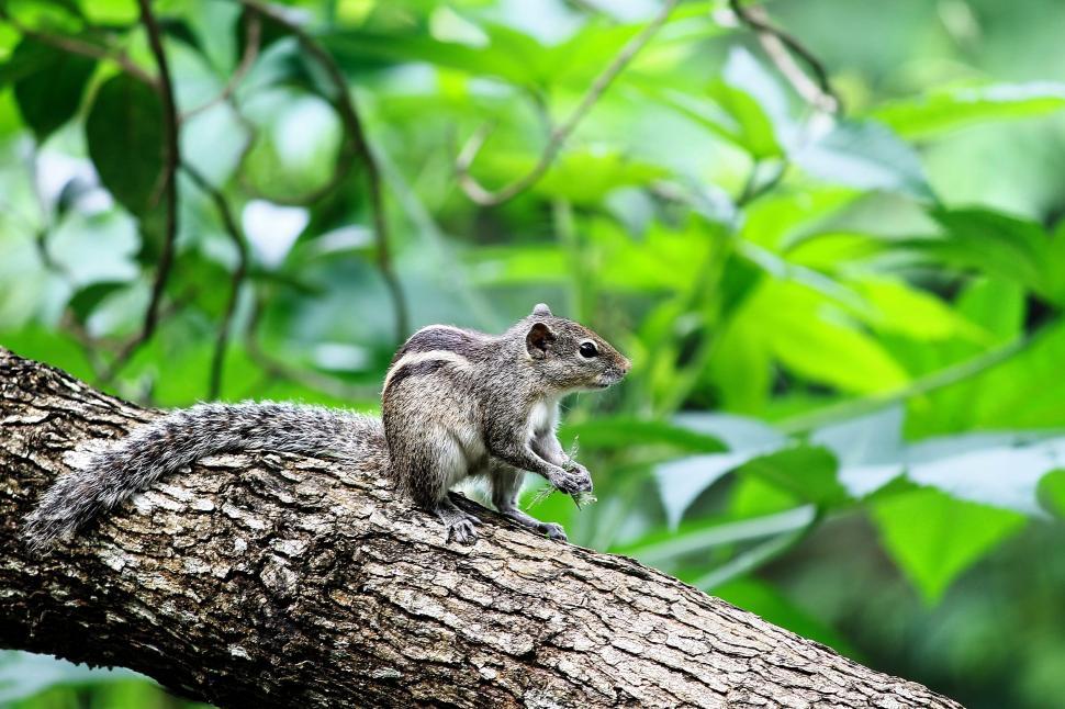 Free Image of Squirrel Sitting on Tree Branch 