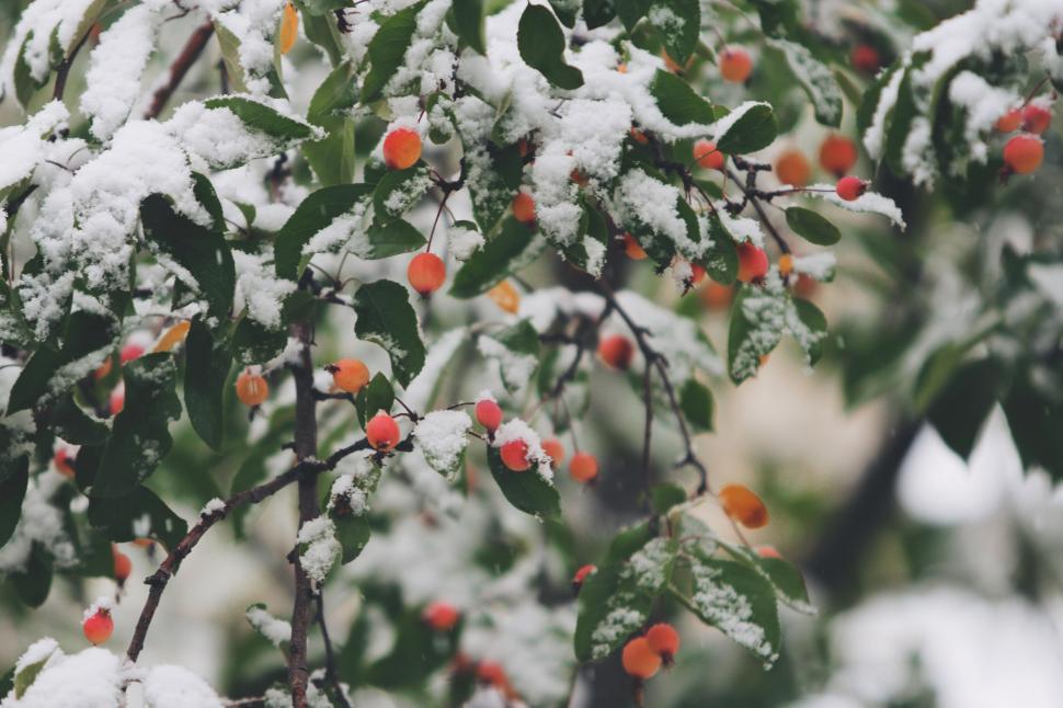 Free Image of Snow-covered Tree With Orange Berries 