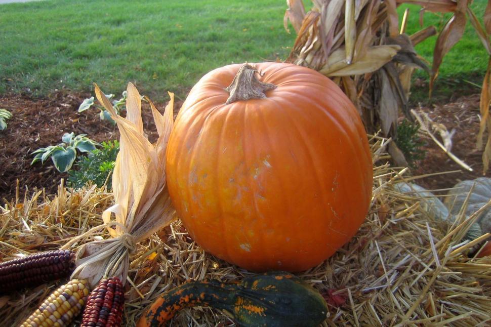 Free Image of Harvest Time 