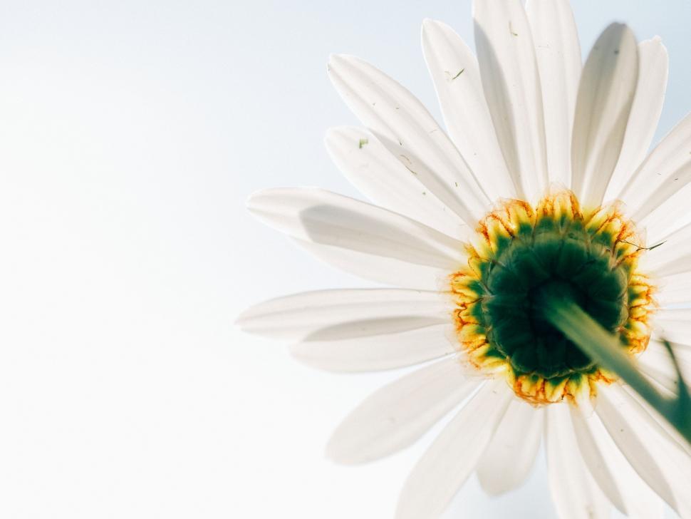Free Image of Close Up of a Flower With Sky Background 