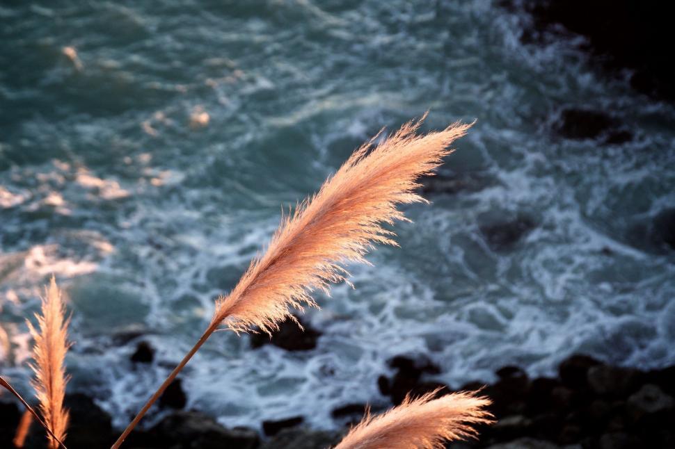 Free Image of Plant Close Up by Water 