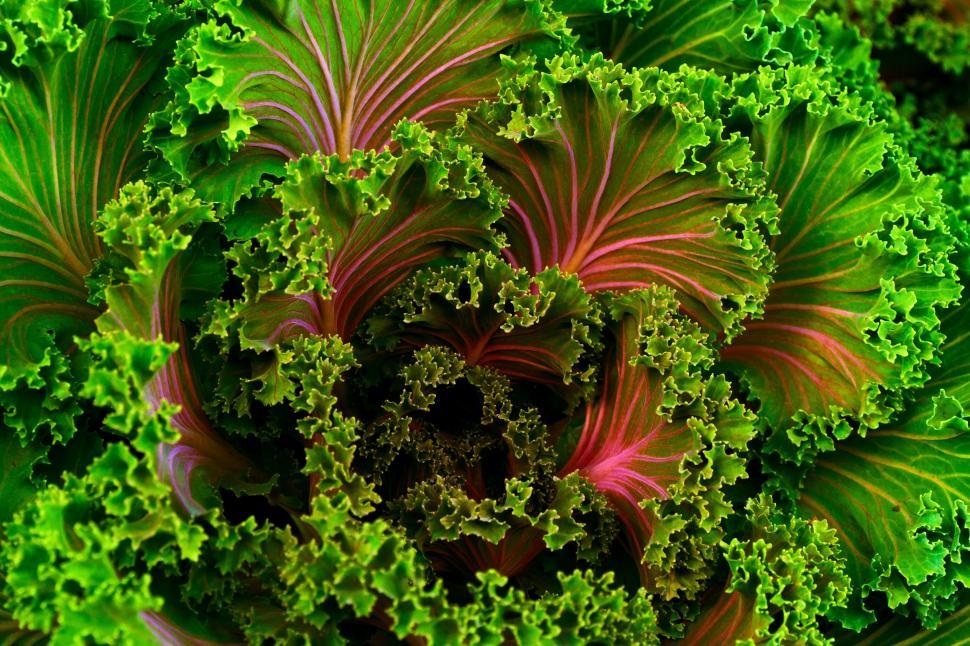 Free Image of Close Up of a Green Leafy Plant 