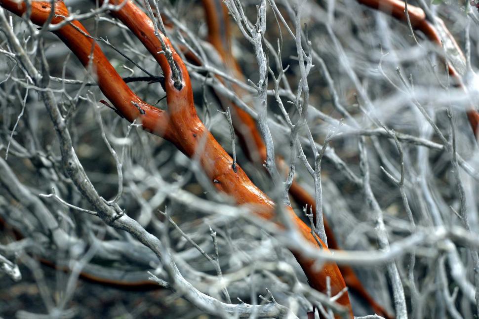 Free Image of Living branch in dead wood 