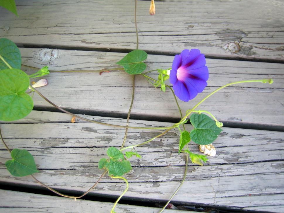 Free Image of Morning Glory 