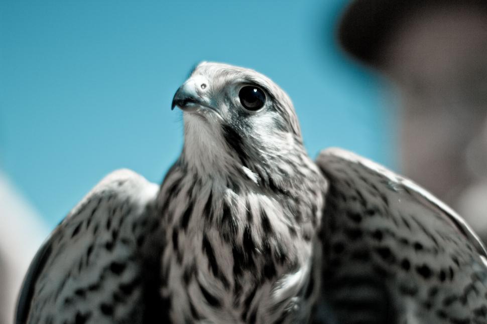 Free Image of Close Up of a Bird of Prey 