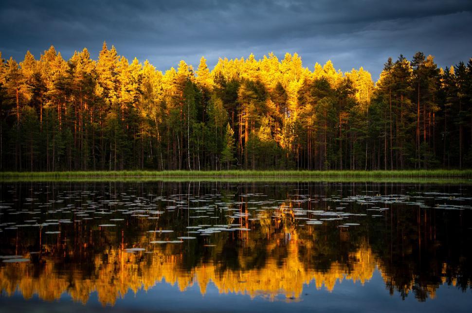 Free Image of Water Body Surrounded by Forest 