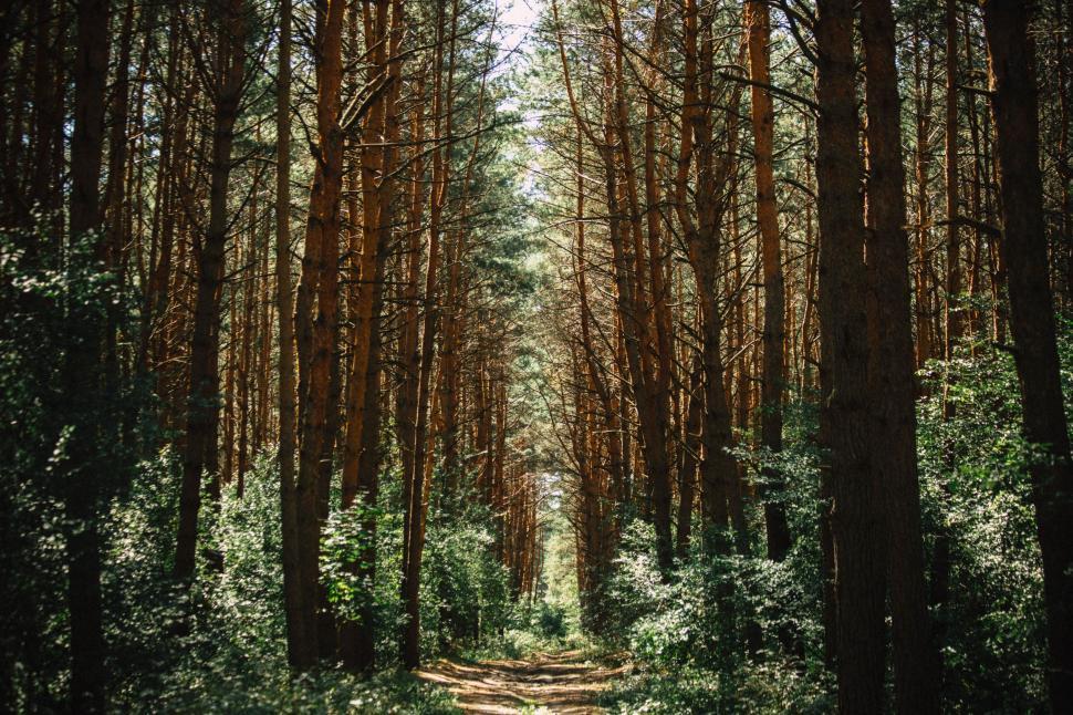 Free Image of Dirt Road Cutting Through Forest 