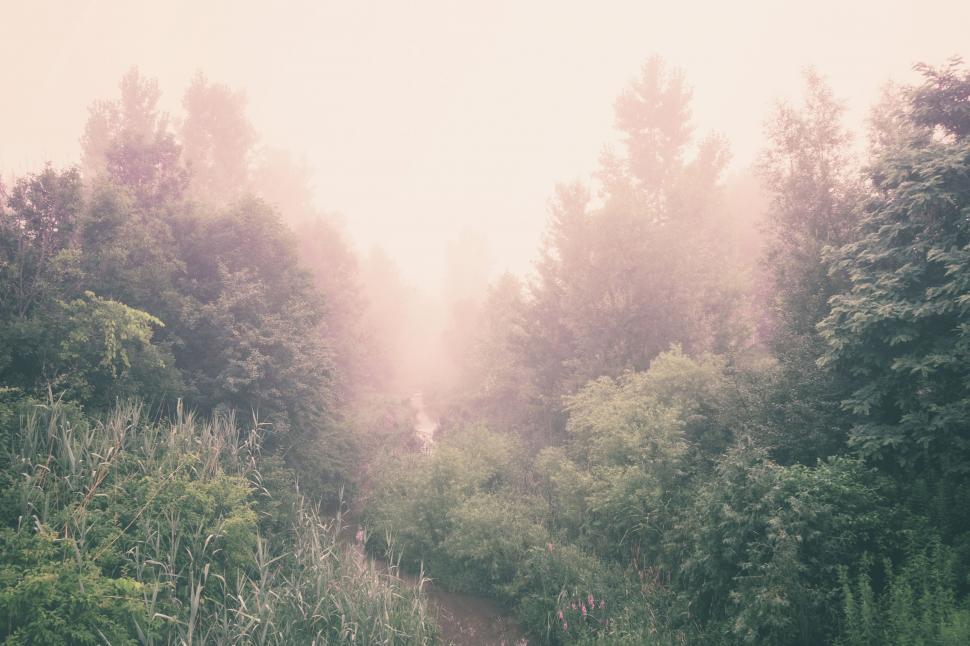 Free Image of Misty Forest With Dense Tree Cover 