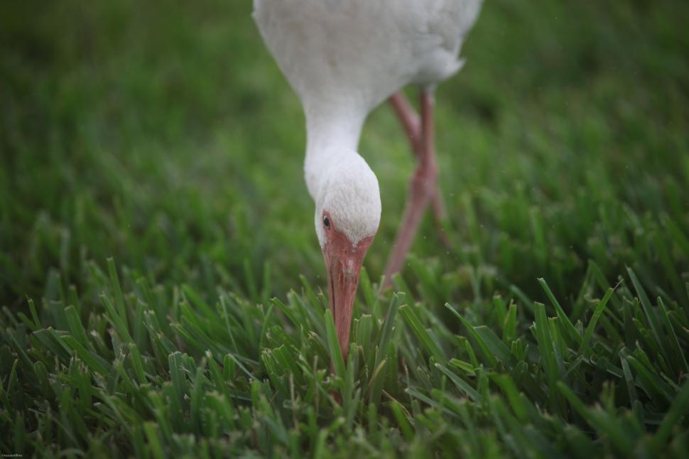 Free Image of White Bird With Long Beak Standing in Grass 