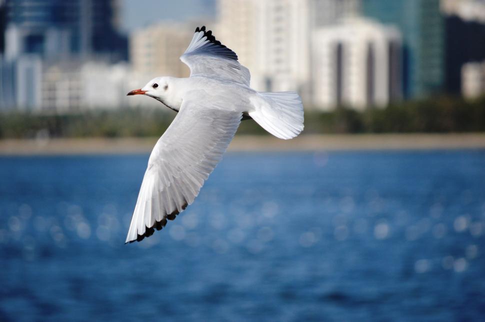 Free Image of White Bird Flying Over Body of Water 