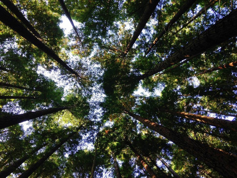 Free Image of Looking Up at the Tops of Tall Trees in a Forest 