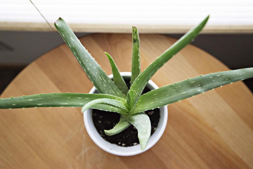 Free Image of Small Potted Plant on Wooden Table 