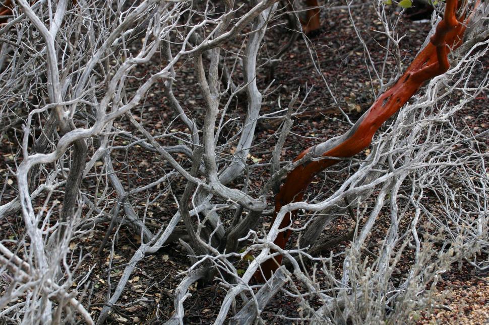 Free Image of Manzanita wood 
