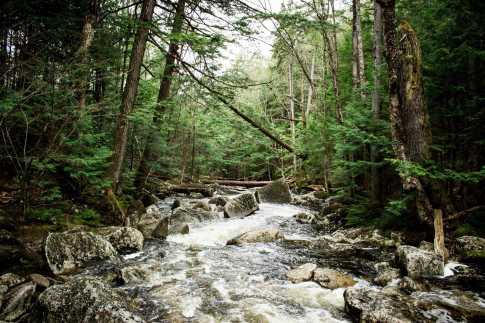 Free Image of River Flowing Through Lush Green Forest 