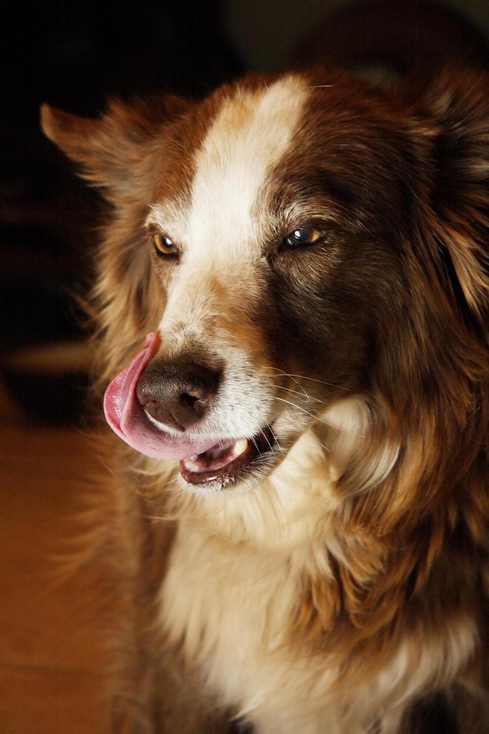 Free Image of Dog Licks its Chops 