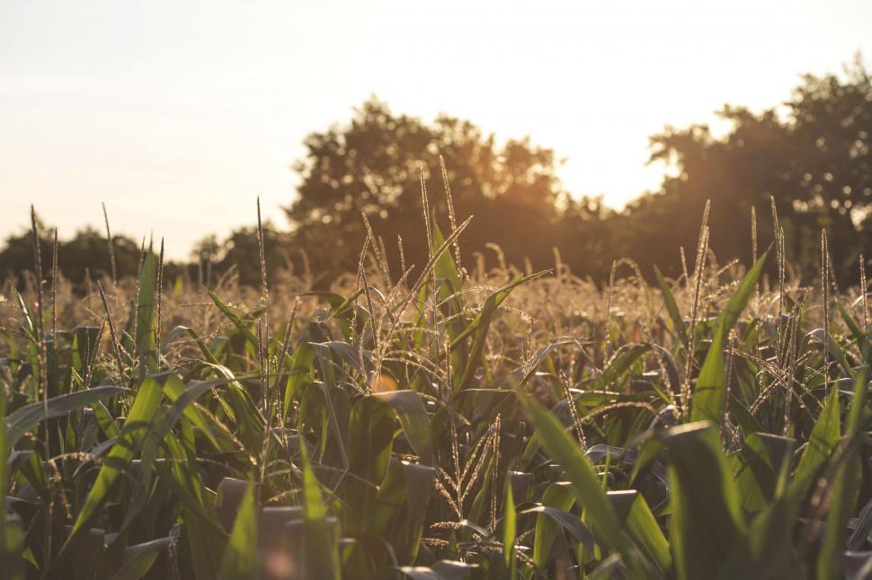 Free Image of Field of Tall Grass With Trees in the Background 