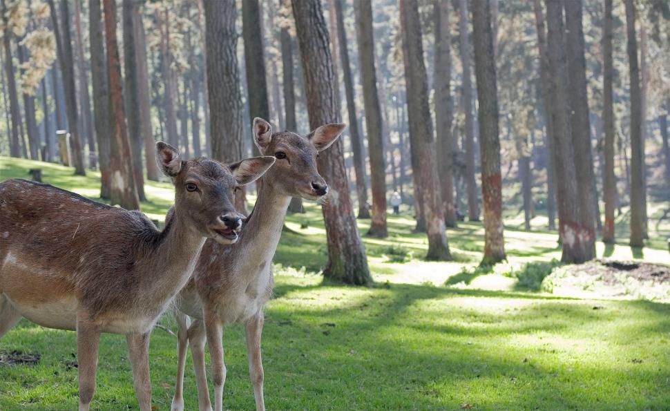 Free Image of Deer Standing on Top of Lush Green Field 