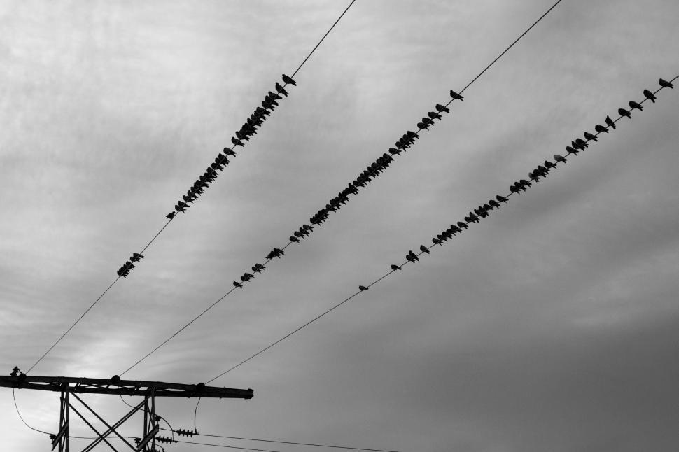 Free Image of Flock of Birds Perched on Power Lines 