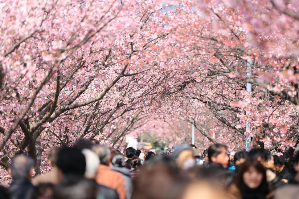 Free Image of Large Group of People Walking Down a Street 