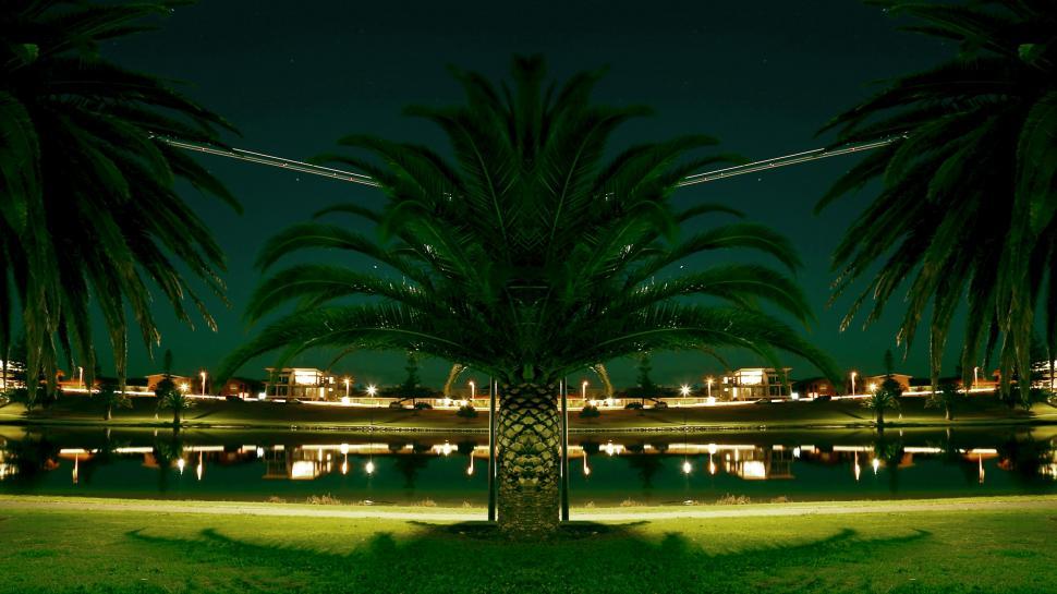 Free Image of Palm Tree in Lush Green Field 