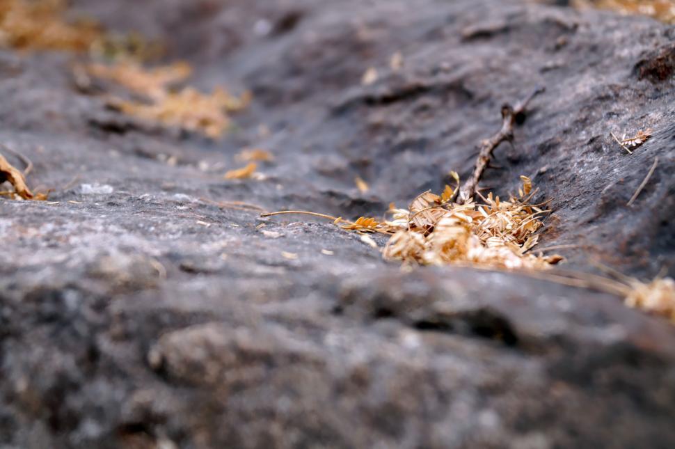 Free Image of Small Bird Perched on Rock 