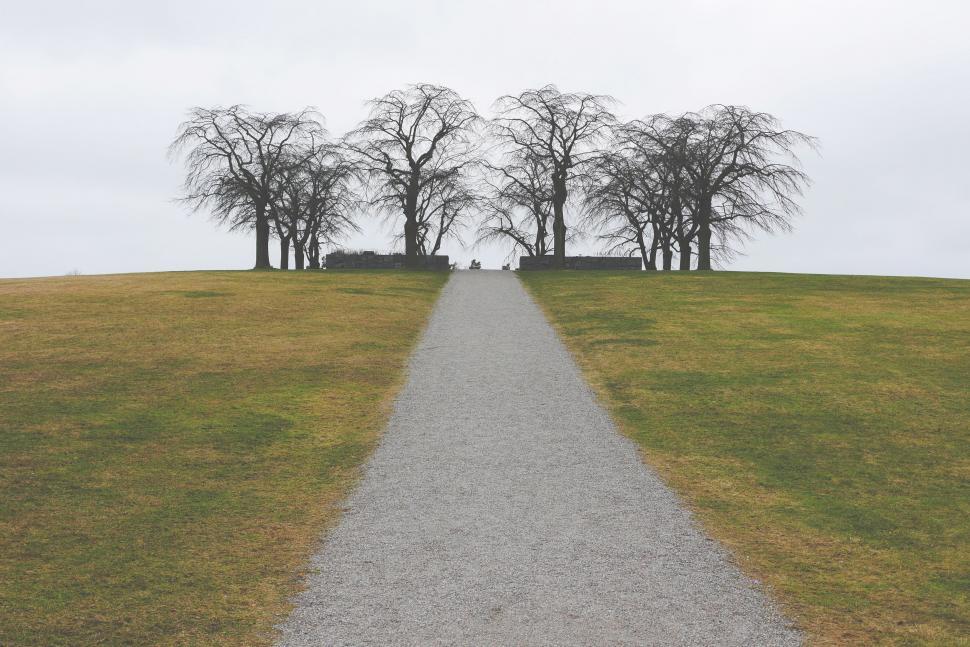 Free Image of Tree-Lined Road Stretching Into the Distance 