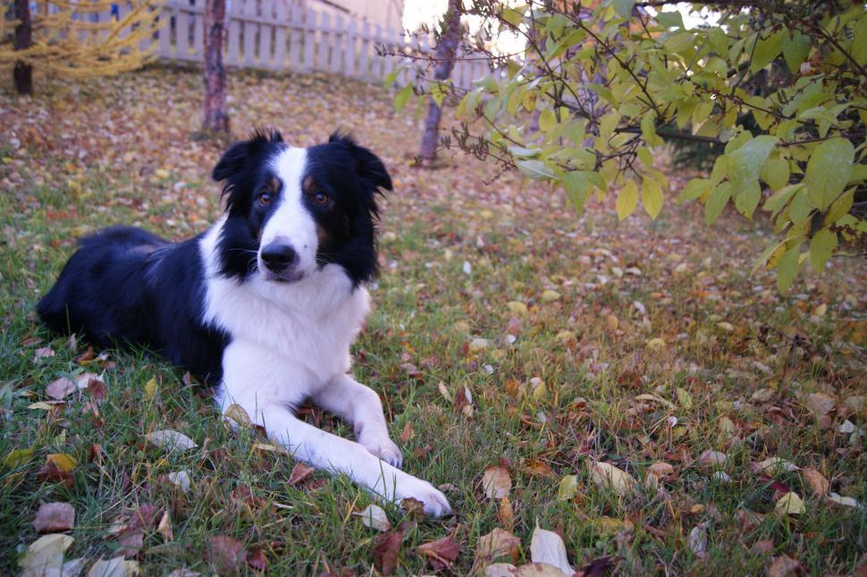 Free Image of Black and White Dog Laying in Grass 