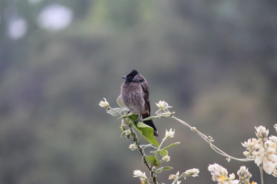 Free Image of Bird Sitting on Branch With White Flowers 