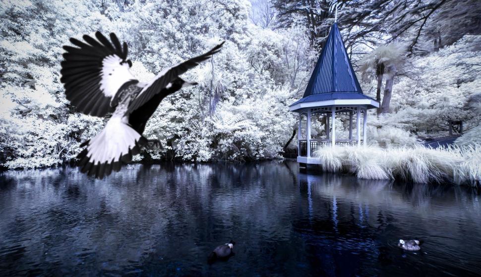 Free Image of Bird Flying Over Lake 
