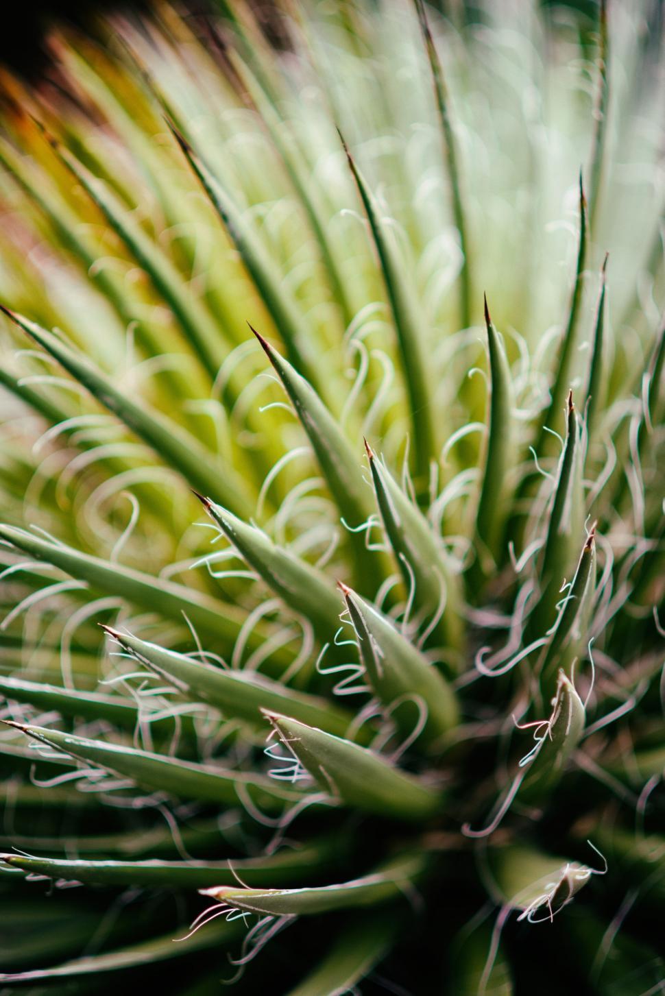Free Image of Close-Up of Lush Green Plant With Abundant Leaves 