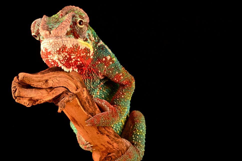 Free Image of Chameleon Sitting on Tree Branch 