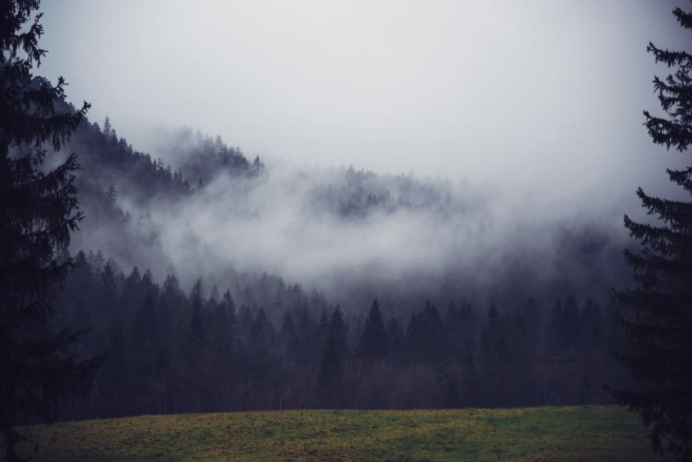 Free Image of Foggy Forest in Monochrome 