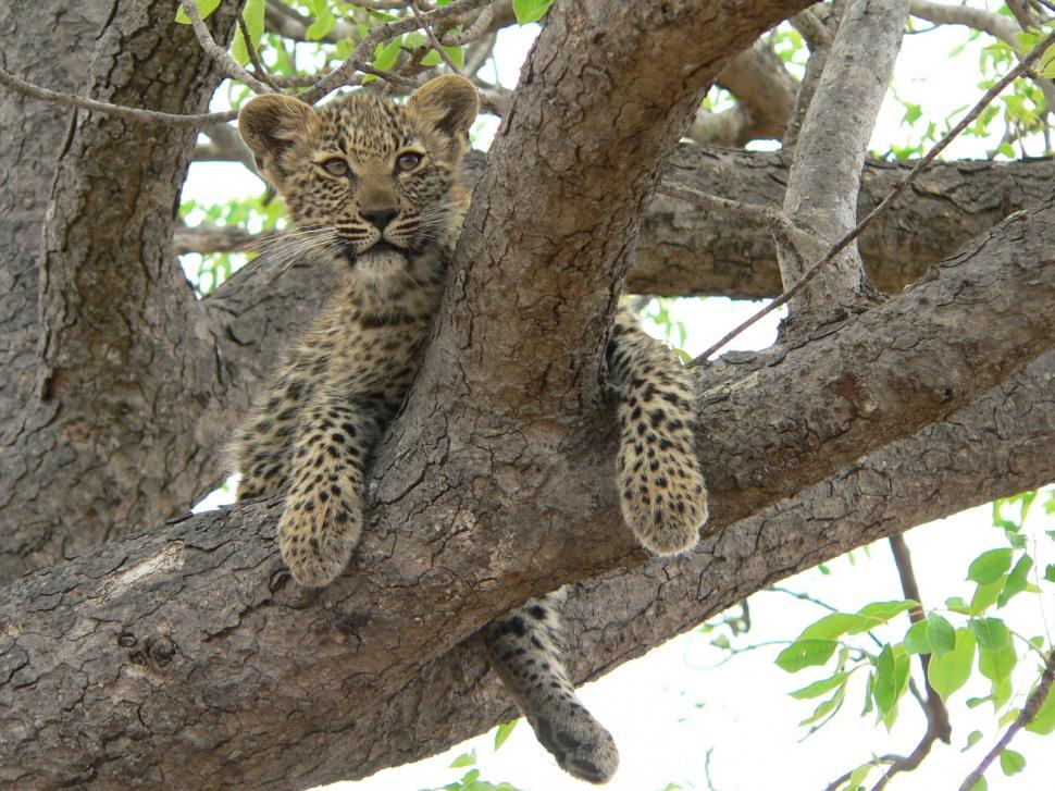 Free Image of Leopard cub 