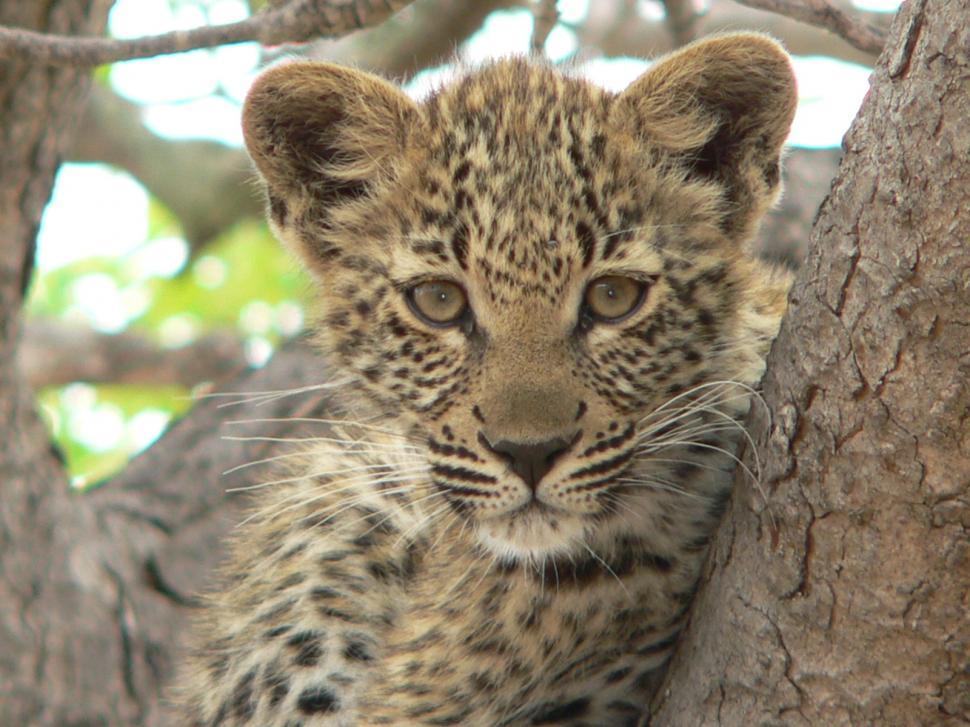 Free Image of Leopard cub 