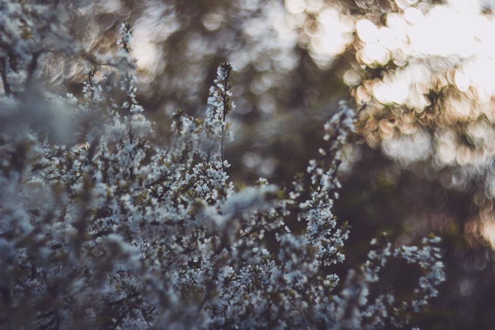 Free Image of Snow-Covered Tree in Close-Up 