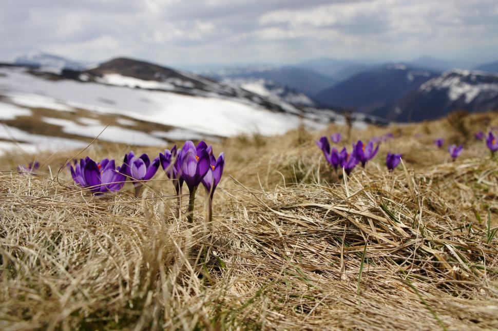 Free Image of Purple Flower Field With Mountains in the Background 