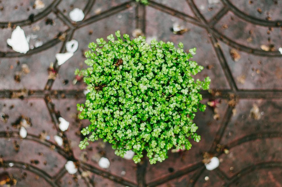 Free Image of Small Green Plant on Sidewalk 