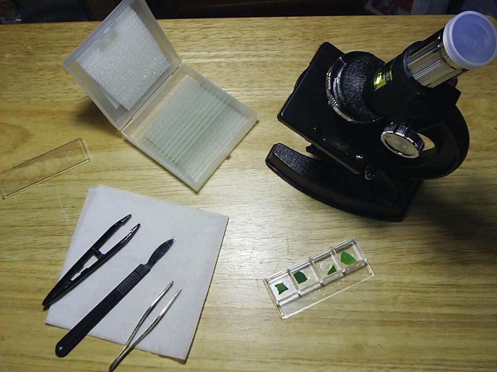 Free Image of Biology Experiment 