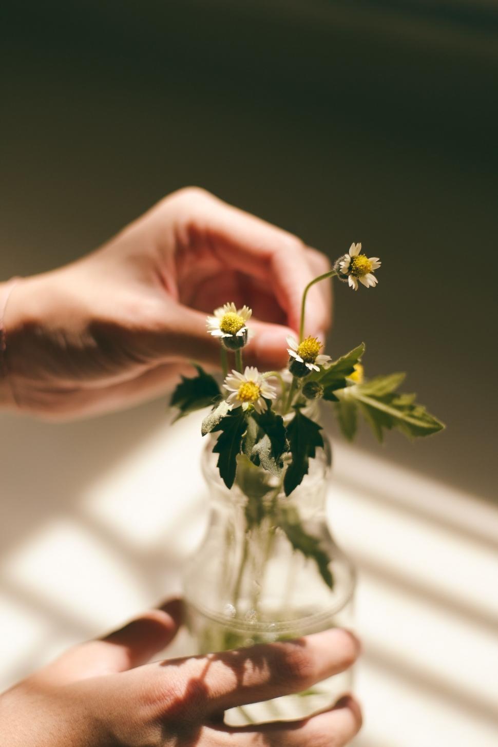 Free Image of Person Holding a Vase With Flowers 