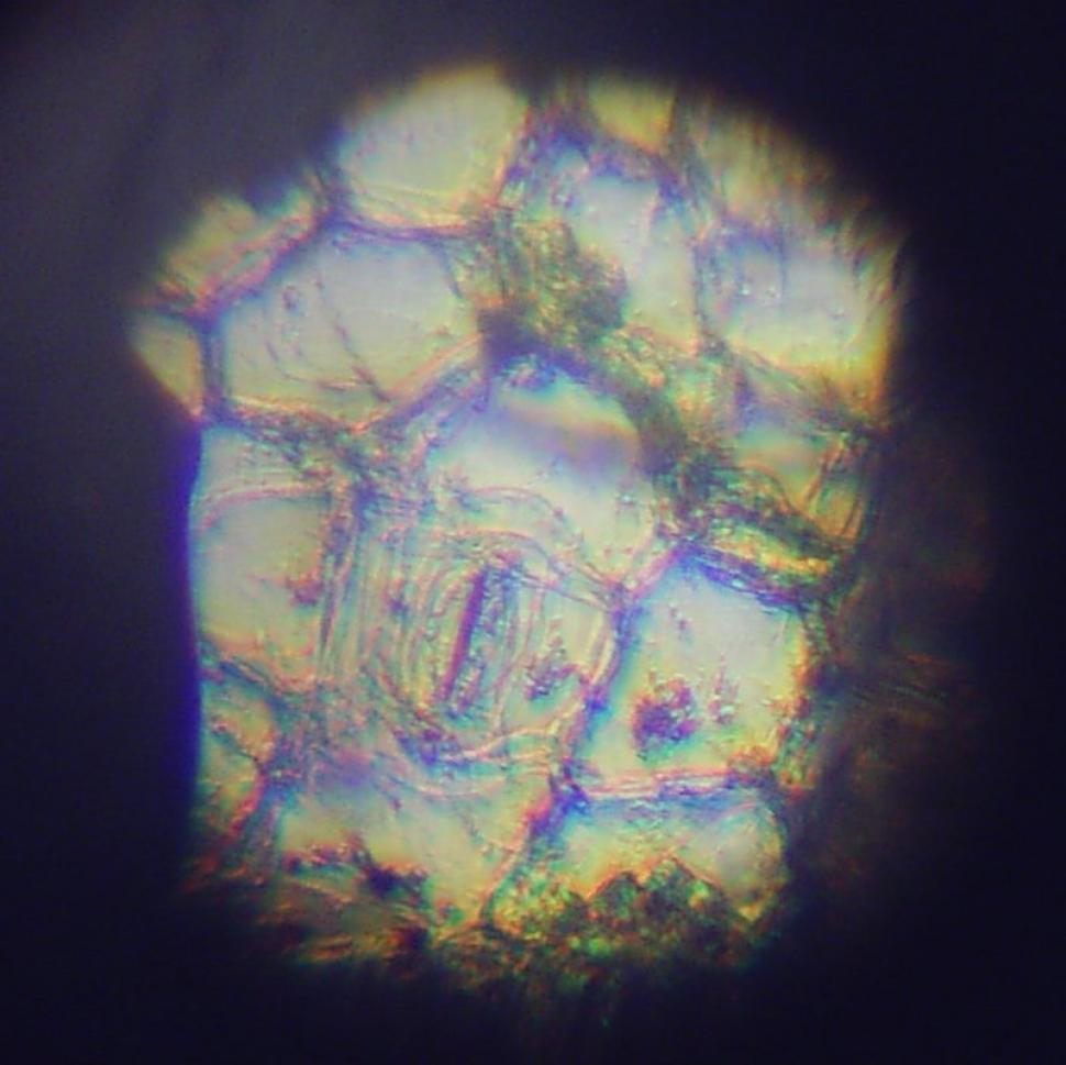 Free Image of Plant Cells 