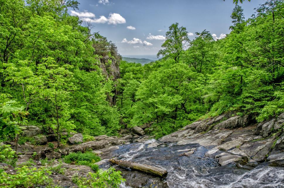 Free Image of River Flowing Through Lush Green Forest 
