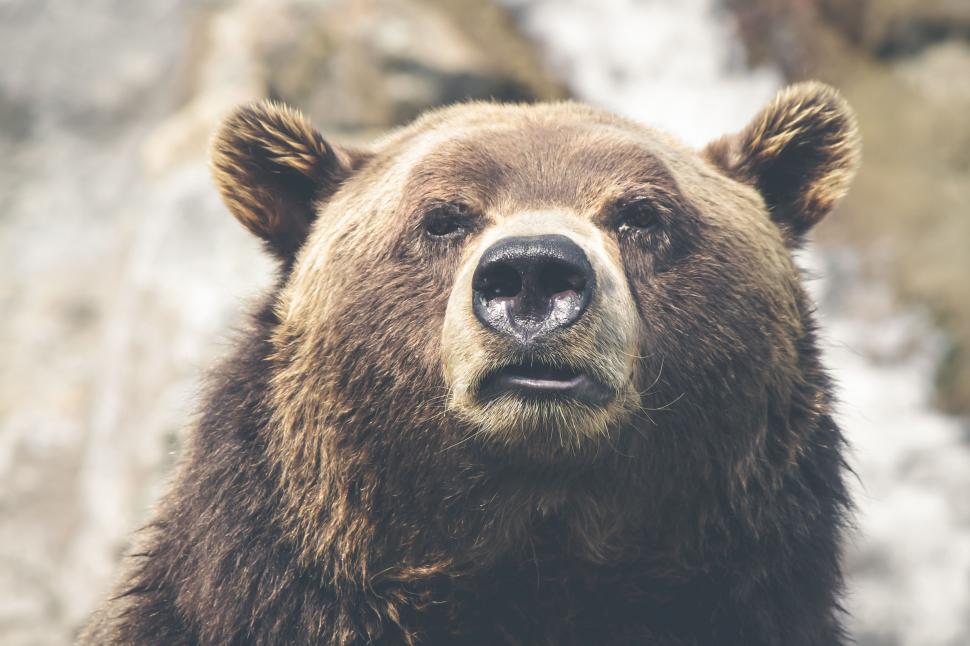 Free Image of Brown Bear Close Up With Waterfall in Background 