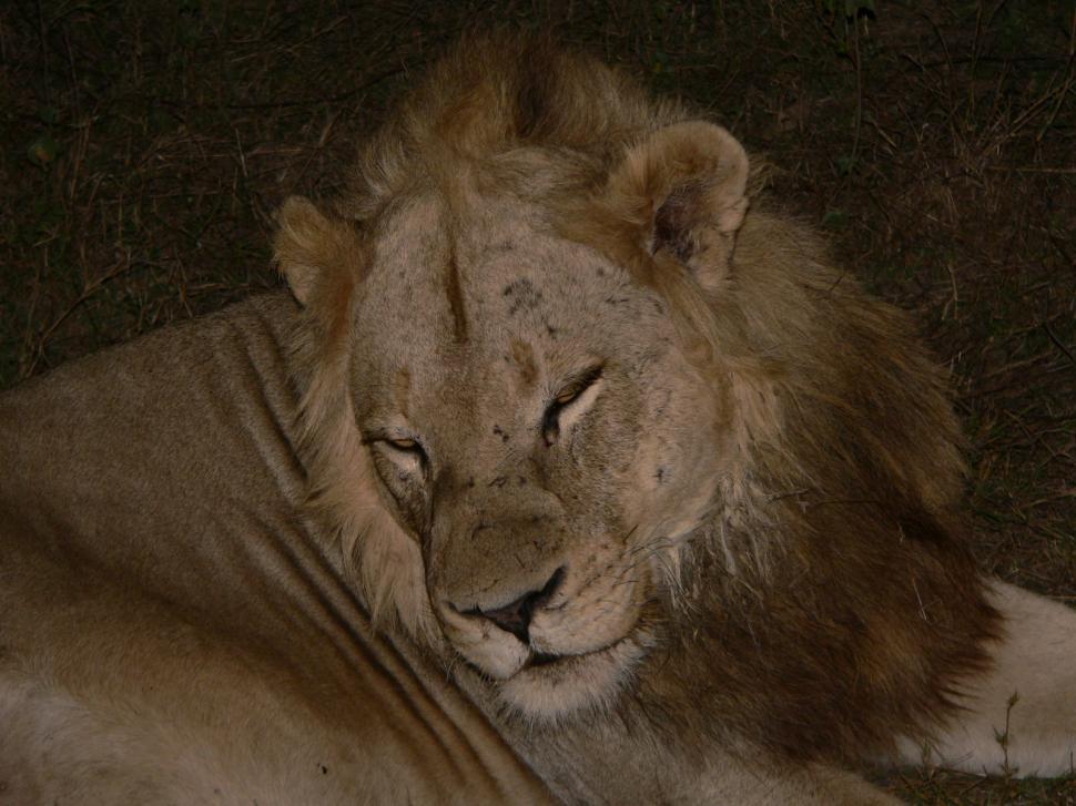 Free Image of Lion in South African Game Reserve 