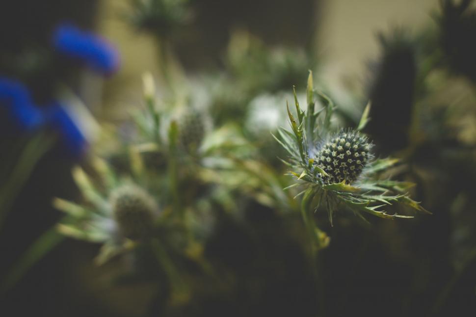 Free Image of Close Up of Plant With Blurry Background 