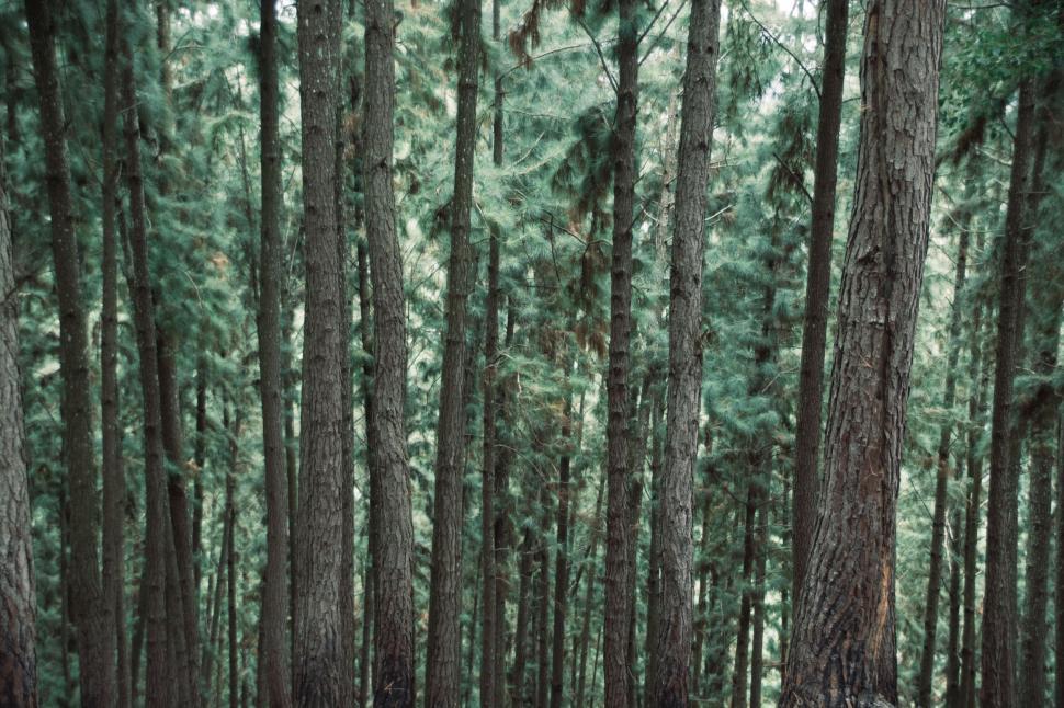 Free Image of Towering Trees Blanketing Lush Forest Canopy 