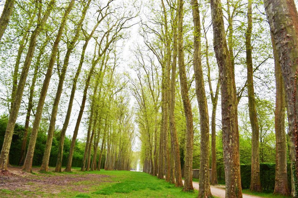 Free Image of Path Through Grove of Trees in Park 