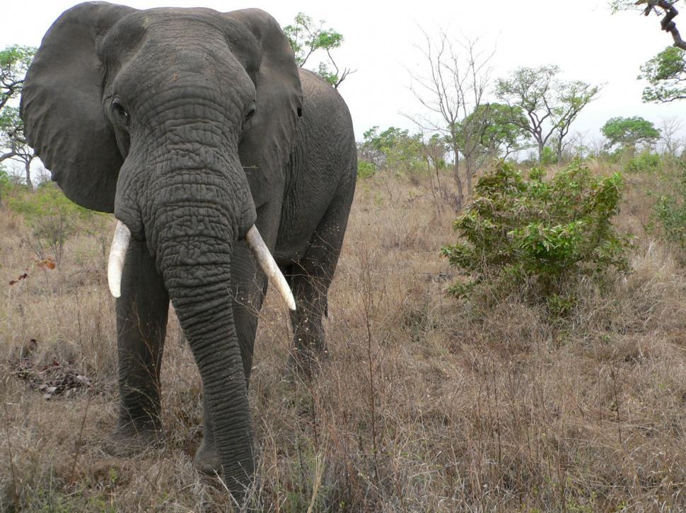 Free Image of Elephant in South African Game Reserve 