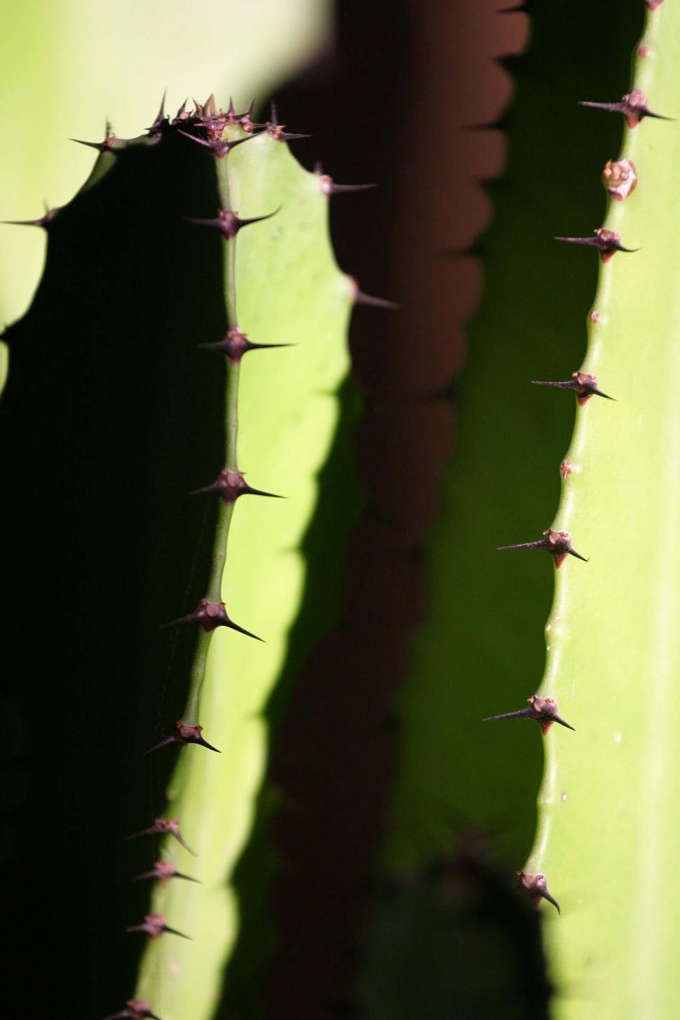 Free Image of Cactus spines 