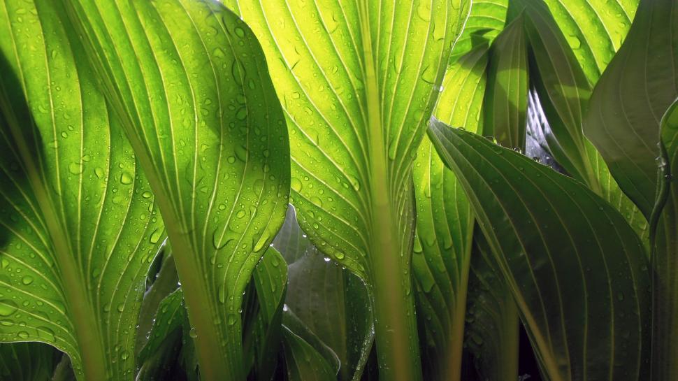 Free Image of Green Leaves Covered in Water Droplets 